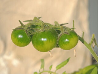 green fresh organic cherry tomato vegetable