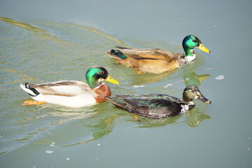 three ducks in the water