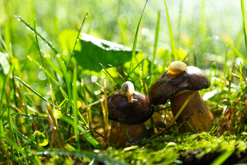 Tha snails on the mushrooms. Forest After the rain.