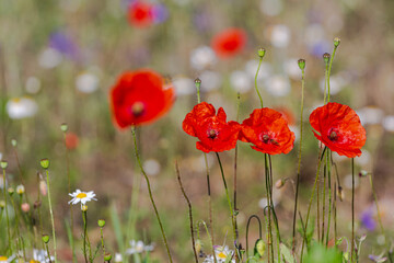 Obraz premium Red poppies in the open air, with blue, green and white backgrounds. with daisies, cornflowers.