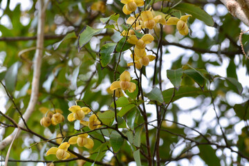 yellow flower background and texture