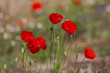 Red poppies in the open air, with blue, green and white backgrounds. with daisies, cornflowers.