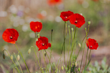 Red poppies in the open air, with blue, green and white backgrounds. with daisies, cornflowers.