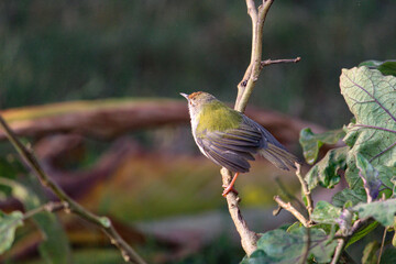 tailorbird siting on a branch of tree