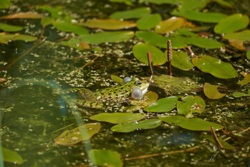Water frog Pelophylax in green lake with beautiful reflection of eyes and Bladder 