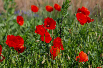 Red poppies in the open air, with blue, green and white backgrounds. with daisies, cornflowers.