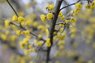 Dogwood Cornus Cornelian branch, soft close up of branch with buds and flowers