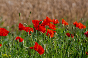 Obraz premium Red poppies in the open air, with blue, green and white backgrounds. with daisies, cornflowers.