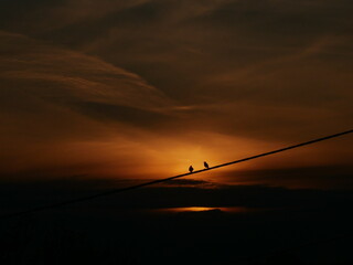Birds and sun © Aleksandra