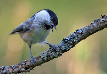 Calling Wiilow Tit (poecile montanus) with wide open beak perched on densely lichen covered branch in the forest 