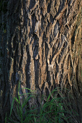 Willow tree bark and grass close-up