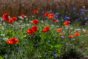 Red poppies in the open air, with blue, green and white backgrounds. with daisies, cornflowers.