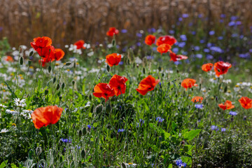Red poppies in the open air, with blue, green and white backgrounds. with daisies, cornflowers.
