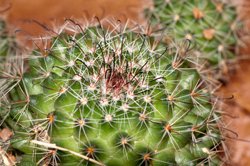 Naklejka na ściany i meble cactus with thorns