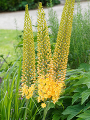 Eremurus stenophyllus - Erémures à feuilles étroites ou lis des steppes