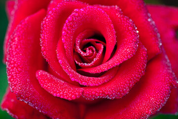 Red rose closeup with water droplets