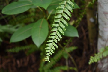 fern leaf