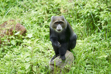 Blue monkey diademed monkey Cercopithecus mitis Portrait Species of Old World monke