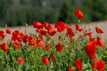 Red poppies in the open air, with blue, green and white backgrounds. with daisies, cornflowers.