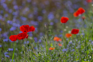 Red poppies in the open air, with blue, green and white backgrounds. with daisies, cornflowers.