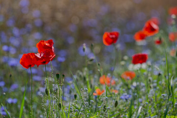 Fototapeta premium Red poppies in the open air, with blue, green and white backgrounds. with daisies, cornflowers.