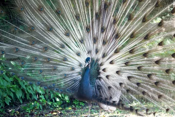 Fotobehang A beautiful peacock with his tail feathers fanned out. © Joe