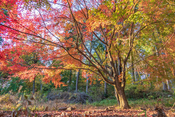 Keisoku-ji Temple is the autumn leaves spots in Shiga, Japan.