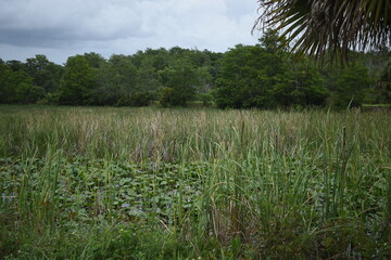 The Everglades