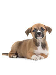 The brown puppy lies on a white background.