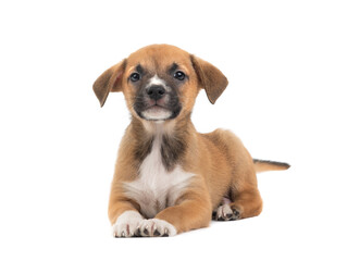 The brown puppy lies on a white background.