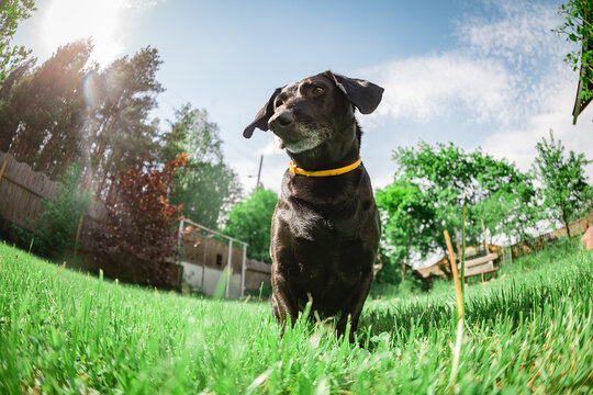 Little Black Dachshund Dog With A Careful Look Sits On The Grass