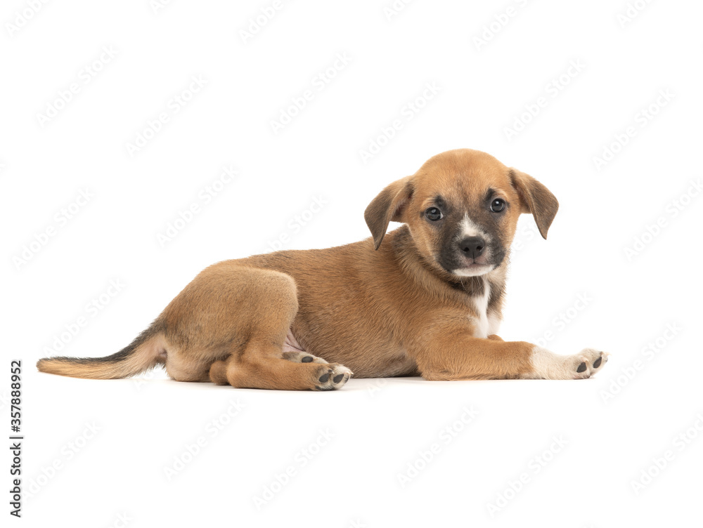 Poster the brown puppy lies on a white background.