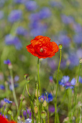 Red poppies in the open air, with blue, green and white backgrounds. with daisies, cornflowers.