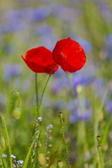 Red poppies in the open air, with blue, green and white backgrounds. with daisies, cornflowers.