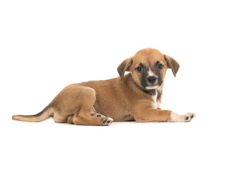 Obraz premium The brown puppy lies on a white background.