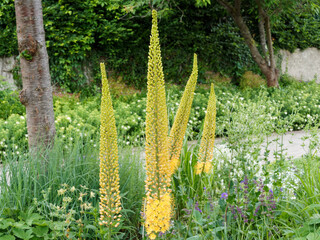 Eremurus stenophyllus - Erémures à feuilles étroites ou lis des steppes à floraison de fleurs jaune or étoilées le long d'une hampe florale majestueuse © Marc