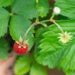 Organic ripe sweet red fruits of wild alpine strawberry plant growing in a ceramic pot on a balcony as a part of urban gardening project as seen on a sunny summer day in Trento, Italy, Europe