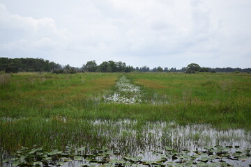 marsh
