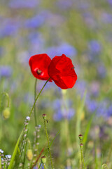 Red poppies in the open air, with blue, green and white backgrounds. with daisies, cornflowers.