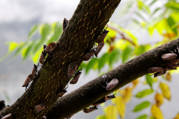An adult Spotted Lanternfly (Lycorma delicatula) colony on a Tree of Heaven (Ailanthus altissima) in Montgomery County, Pennsylvania.

