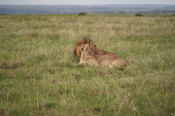 Lion and Lioness Kenya Safari Savanna Mating