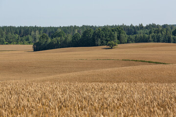 Fototapeta premium ripened cereal fields in summer