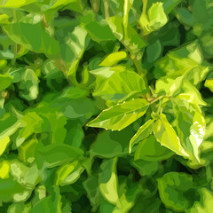 Fototapeta na wymiar square green summer dense vegetation background with young leaves