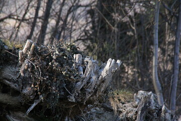 tree roots, wild nature, forest, dry plants