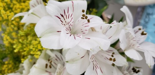 white magnolia flower