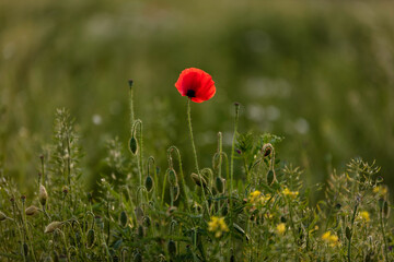 Poppy in the field, Warsaw, Poland