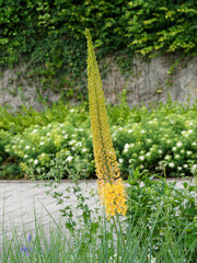 Eremurus stenophyllus - Quenouille de cléopâtre ou lis des steppes à magnifique épis de petites fleurs étoilées en forme de coupe jaune-soufre, feuillage touffu, linéaire vert grisâtre © Marc