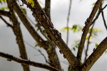 An adult Spotted Lanternfly (Lycorma delicatula) colony on a Tree of Heaven (Ailanthus altissima) in Montgomery County, Pennsylvania.

