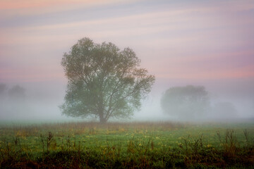 Fototapeta na wymiar foggy morning in the meadow