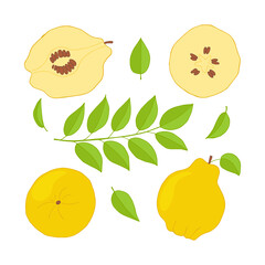 Quince set of colorful elements. Hand drawn stock vector illustration.